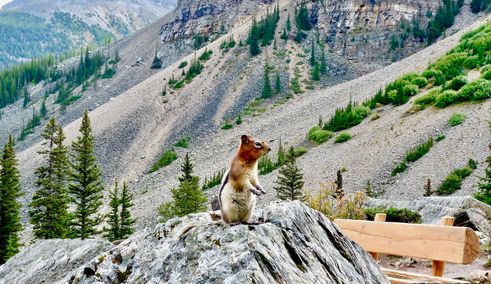 Wangzakeekhoorn groepsreis Canada